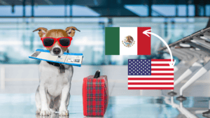 New Requirements for Crossing the U.S. Border with a Dog from Mexico