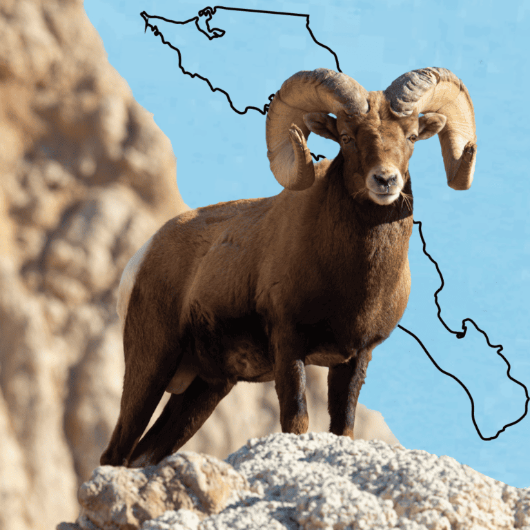 baja california sur