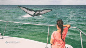 Luxury Whale-Watching Tours with Cabo Estate Management