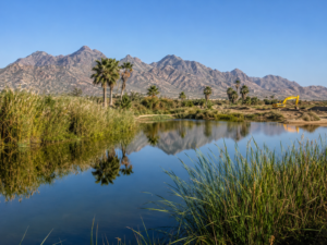 Los Cabos Launches 98.5 Million Peso Push to Restore the San José Estuary