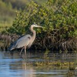 Bird in wetland habitat near San José del Cabo during Los Cabos bird festival season